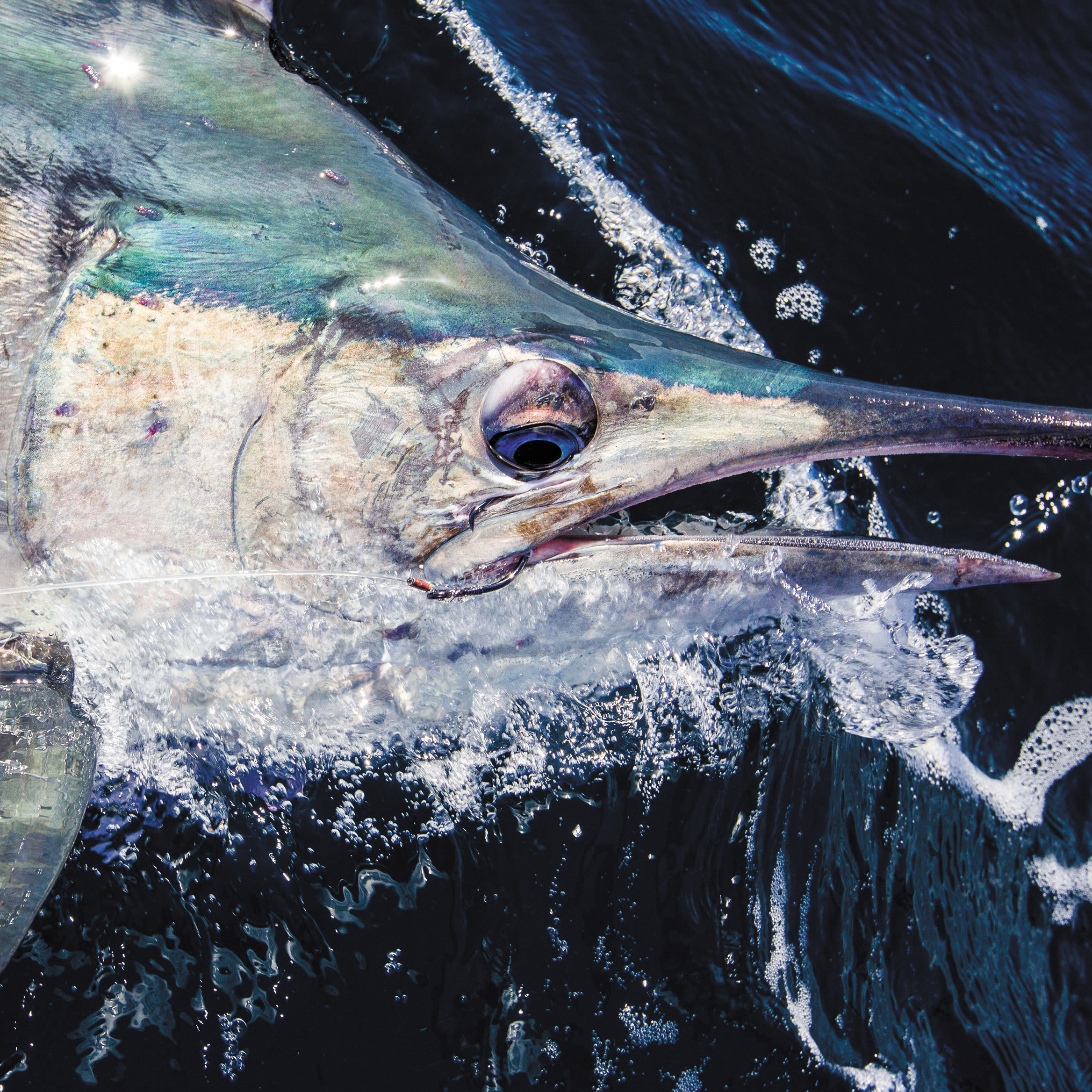 photography for NSW DPI fisheries annual report